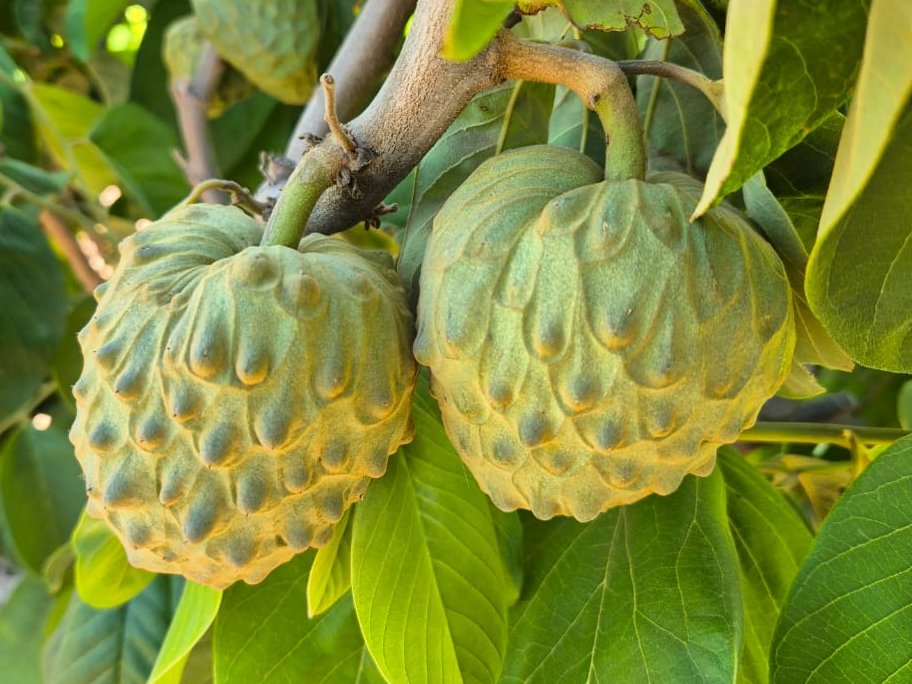Cherimoya ripening on the tree