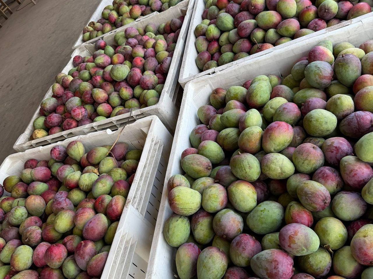 Fruit being cleaned and packed for same-week shipment