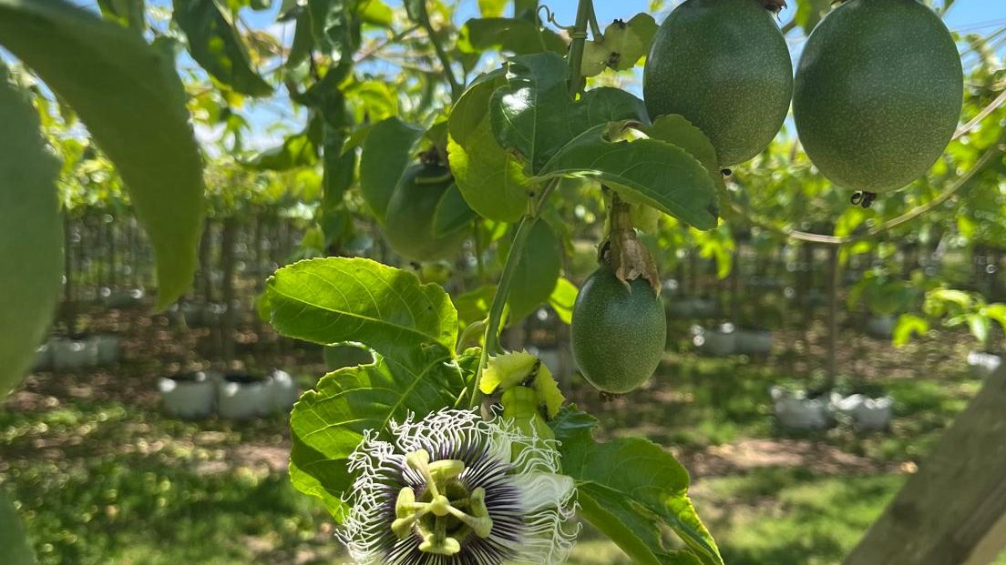 Passionfruit on the trellis at a partner farm