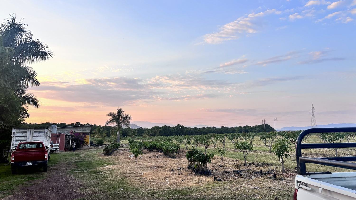 A partner farm in the Caribbean