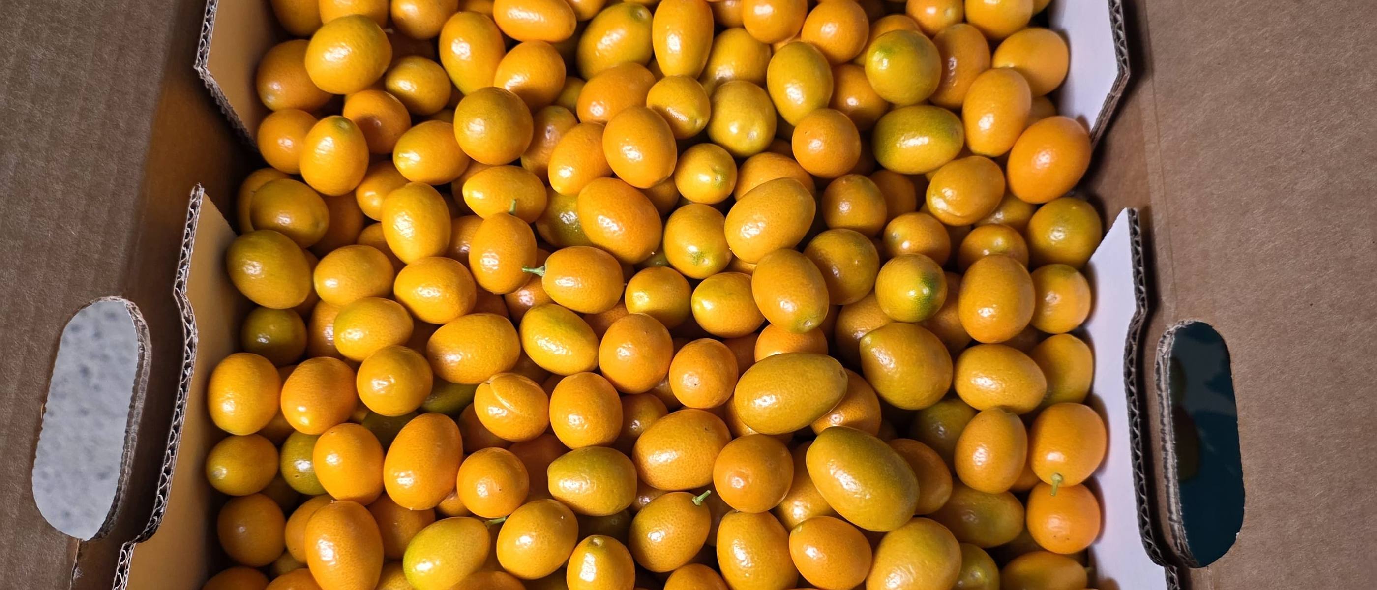 A full case of kumquats ready for grading