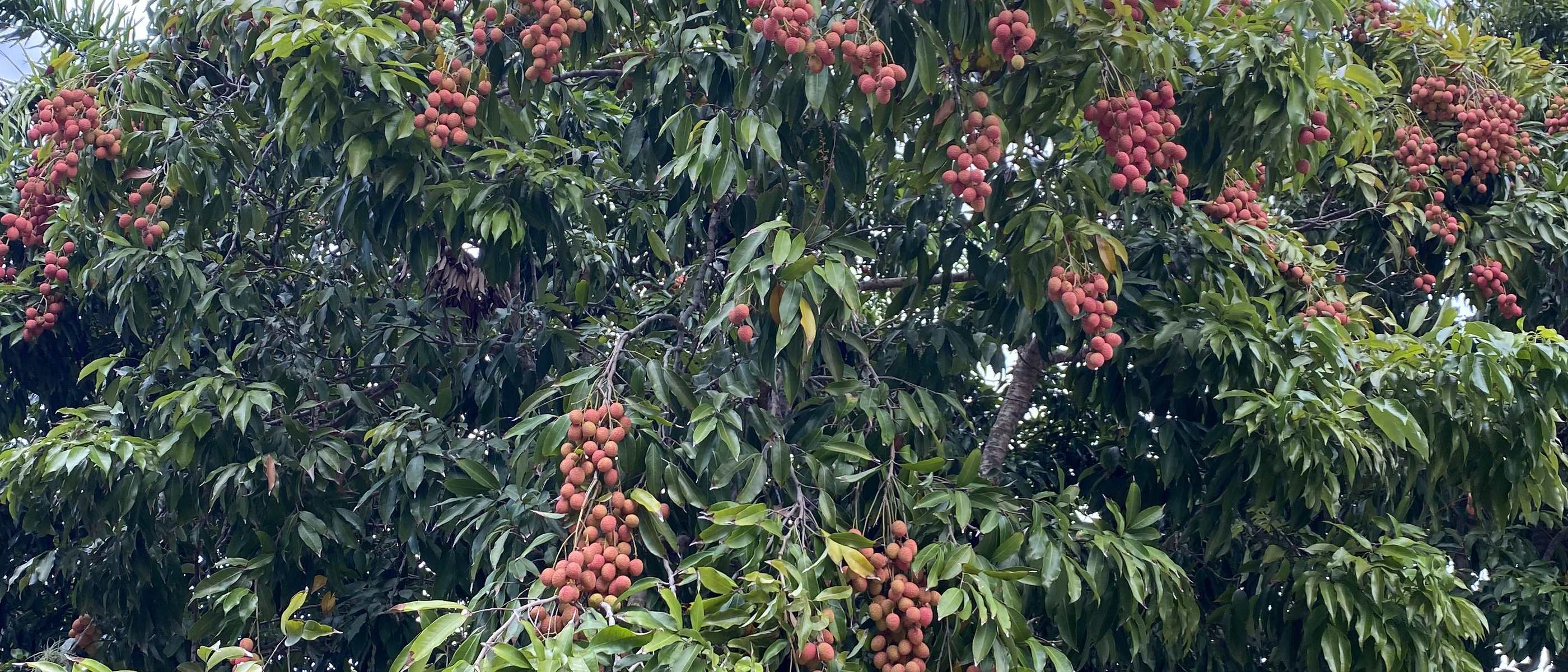 A lychee tree carrying a full crop