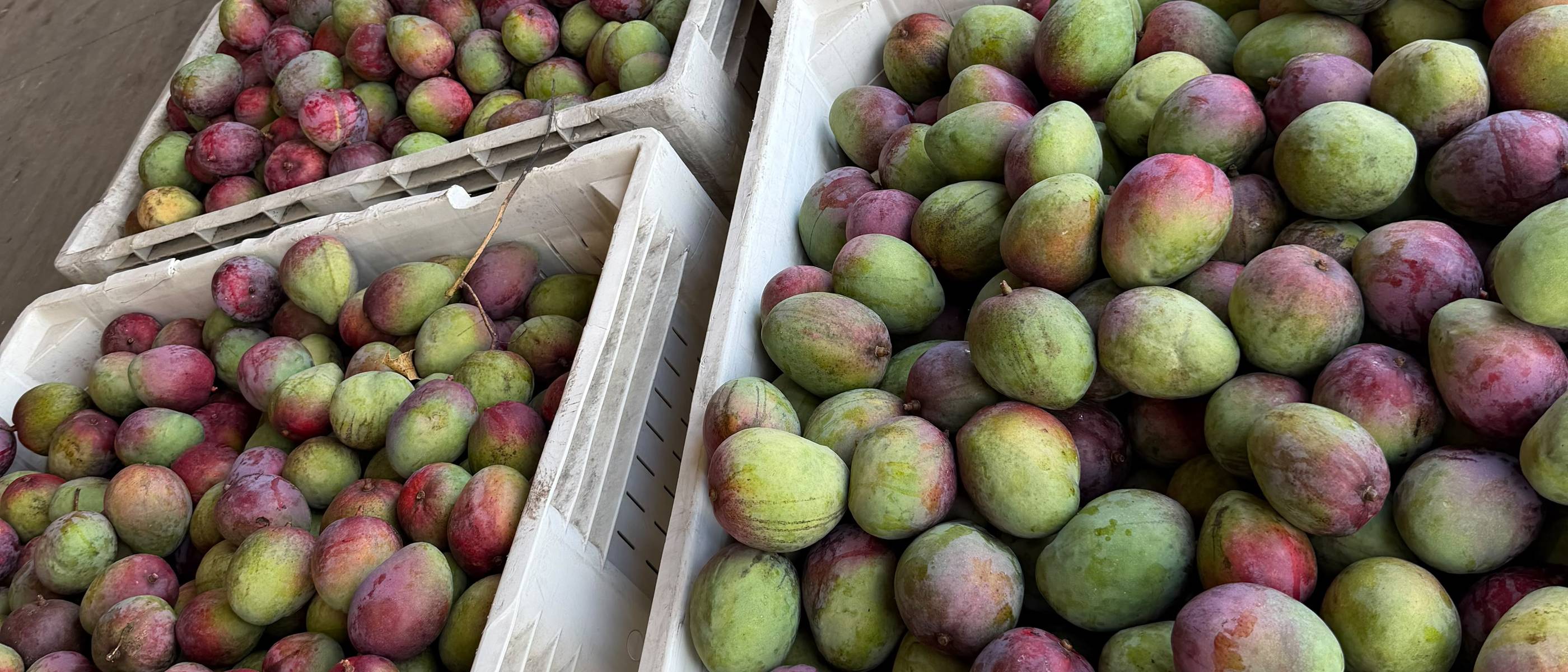 Field crates of freshly picked June plum
