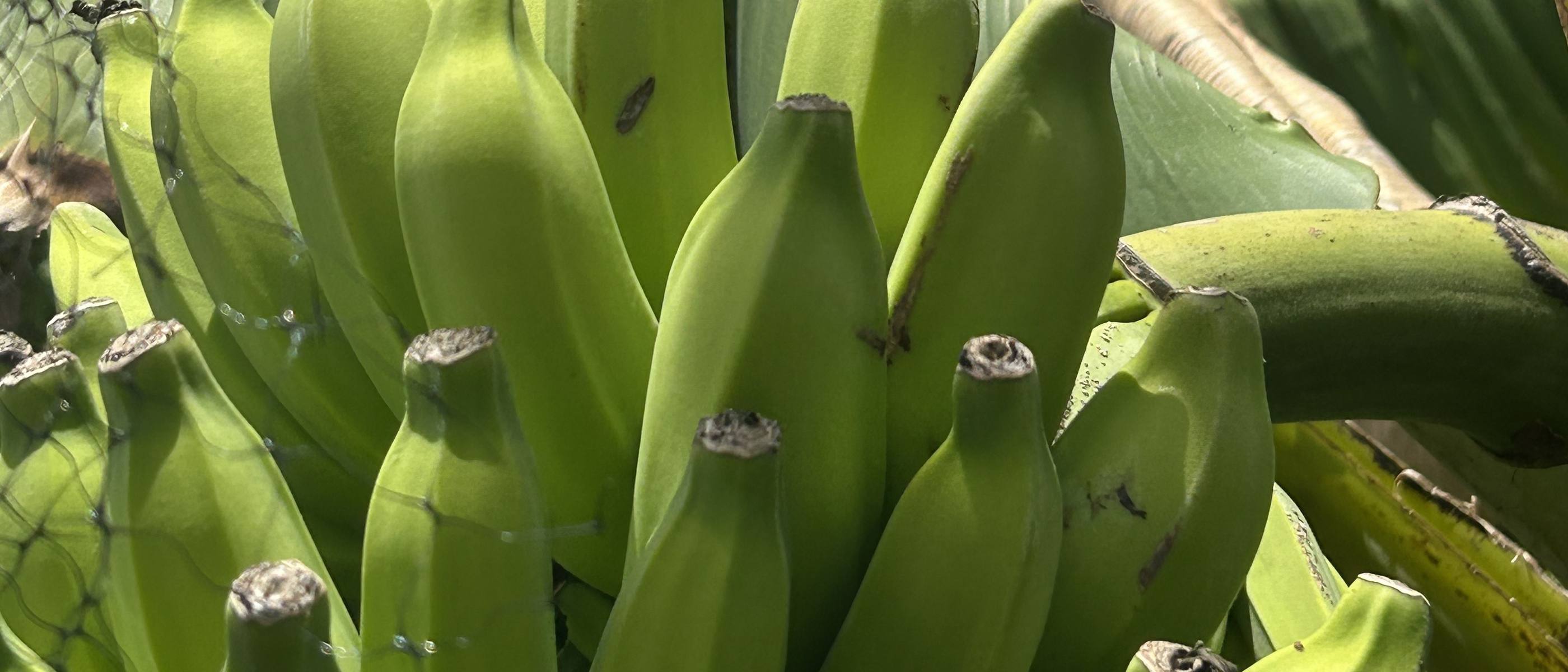 Green bananas on the plant against a Caribbean sky