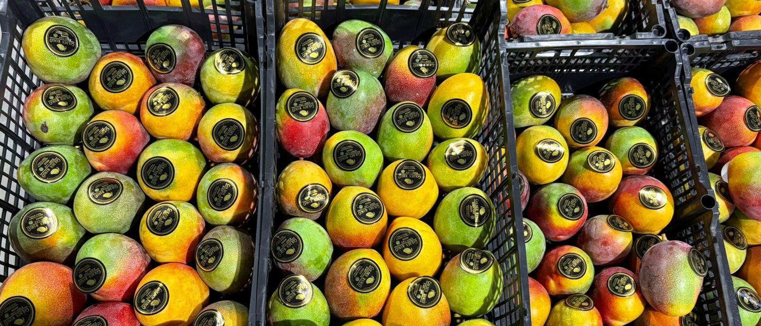 Crates of Haden mangoes, the Florida original, graded and ready to ship