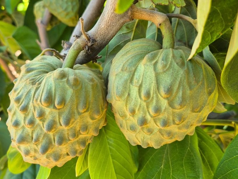 Cherimoya
