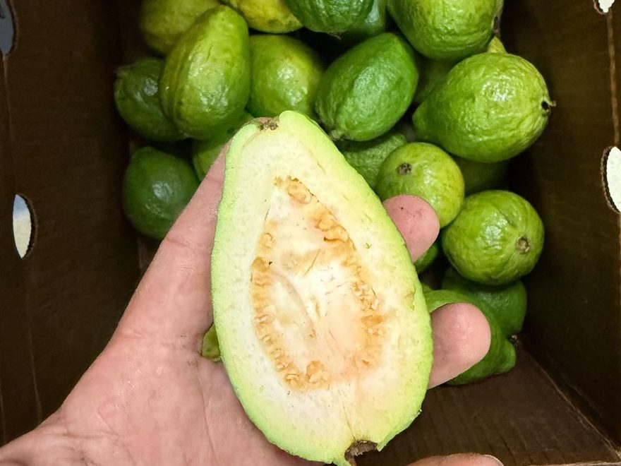Feijoa