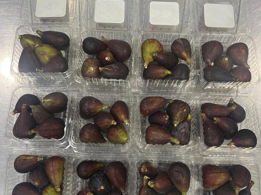 Fig