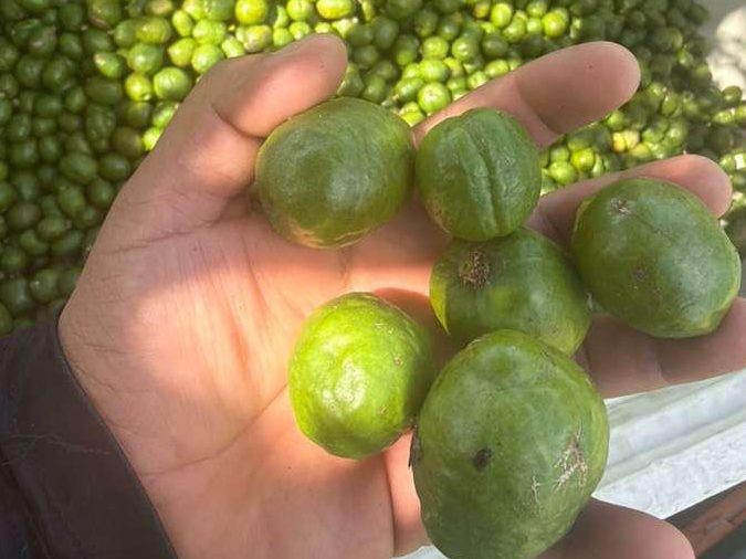 Hog Plum / Ciruela