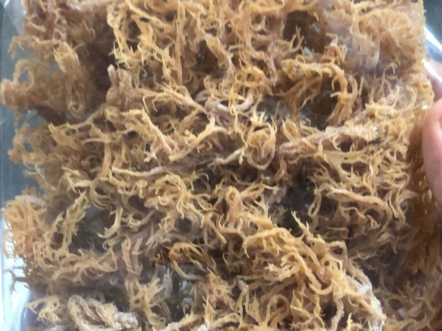 Irish Sea Moss