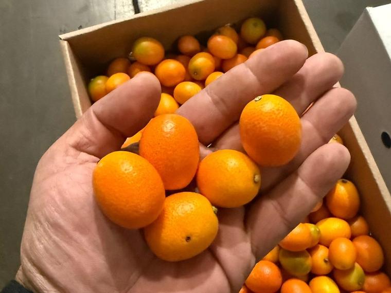 Kumquat