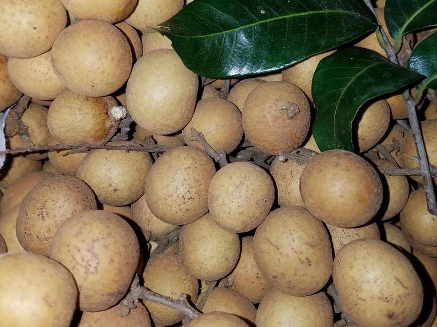 Longan
