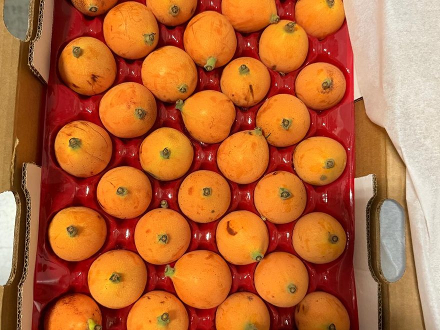Loquat