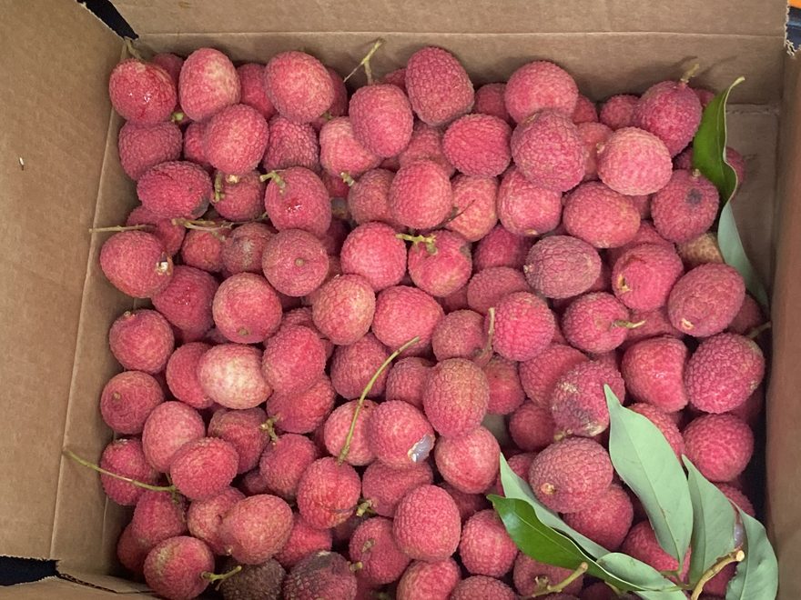 Lychee