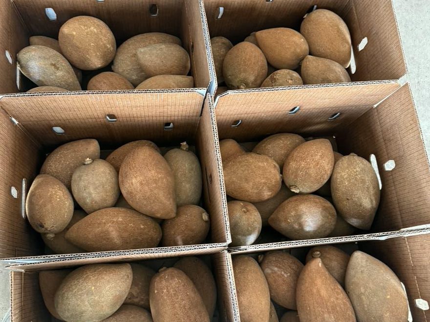 Mamey Sapote