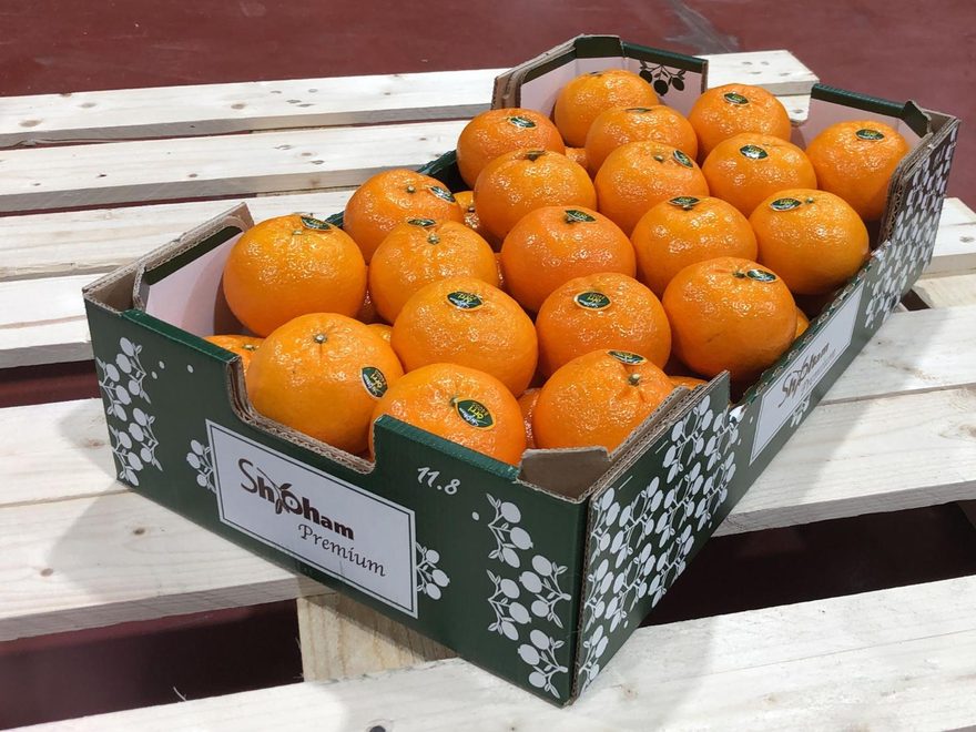 Orri Mandarin
