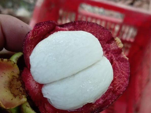 Mangosteen