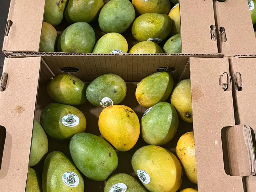 Sugar Mango