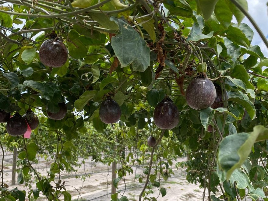 Passionfruit
