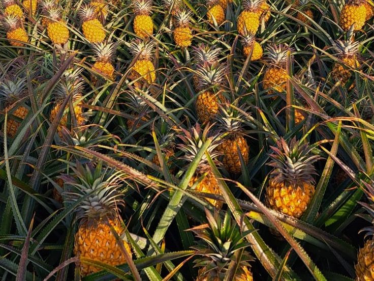 Pineapple, baby