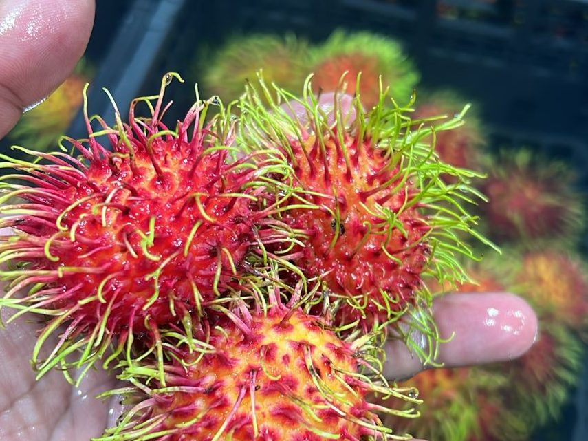Rambutan