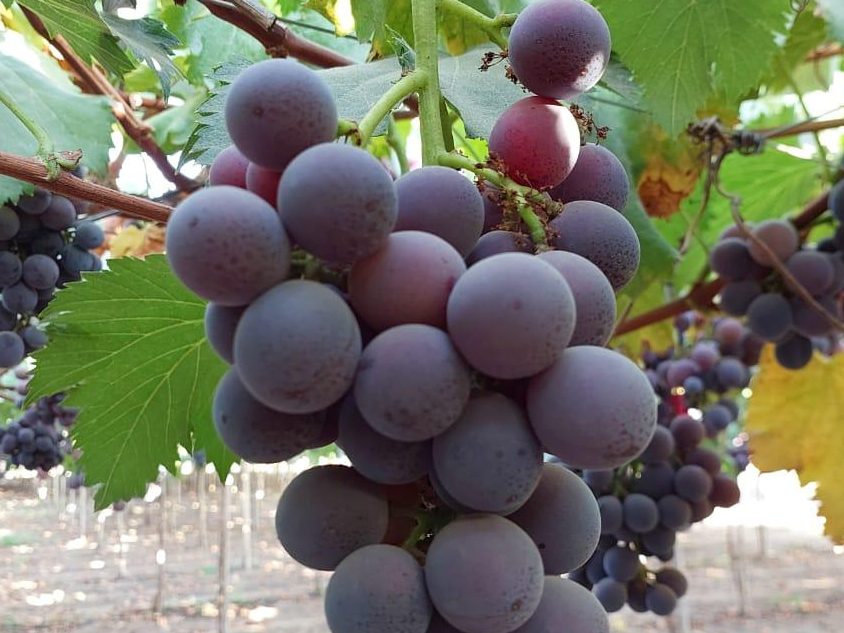 Red Globe Grape