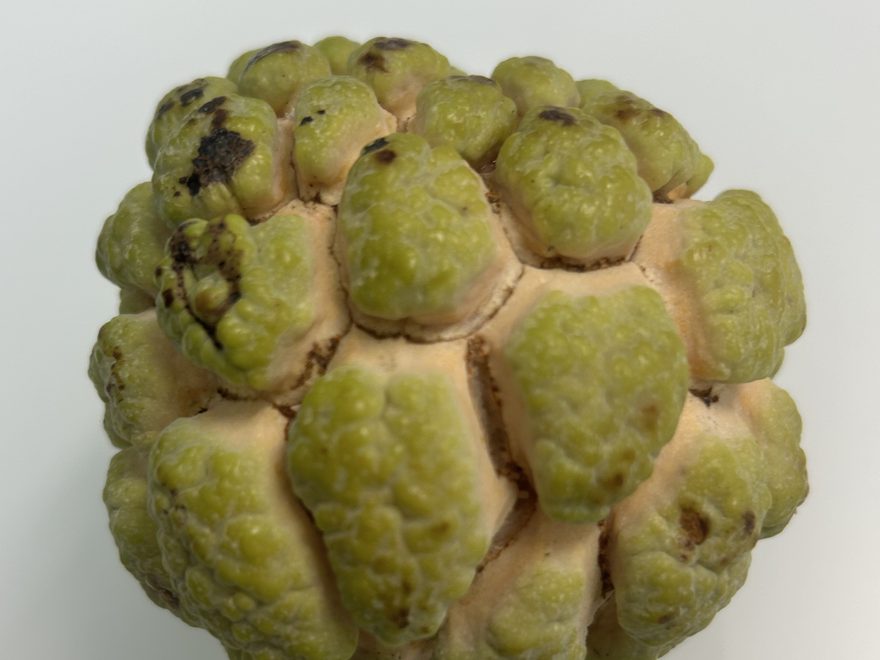 Sugar Apple