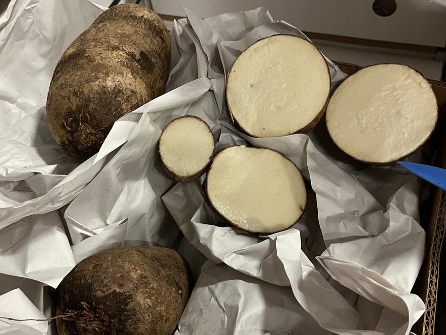 Yam, white