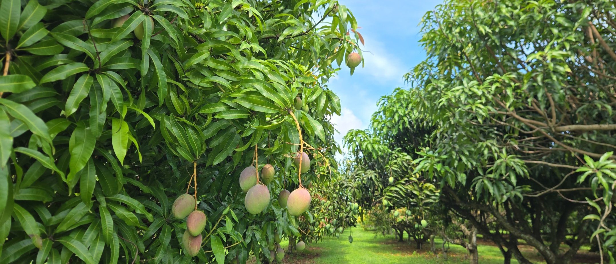 Mangoes hanging in the orchard row, ready to pick