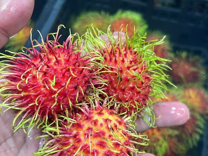 Freshly picked rambutan from the company farm in Honduras