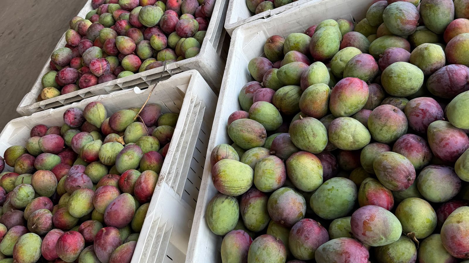 Field crates packed with freshly picked mangoes