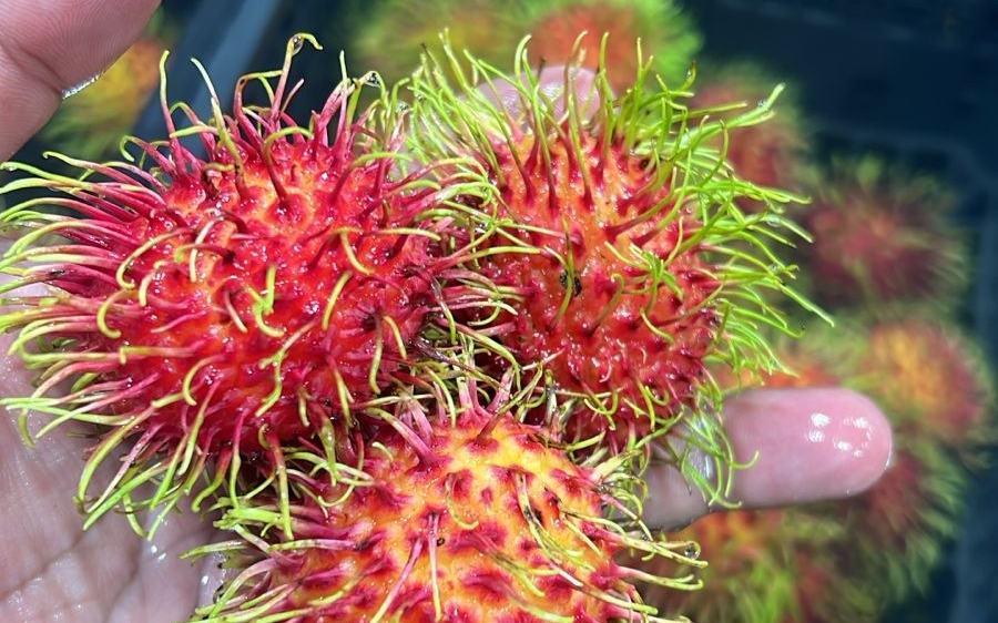 Rambutan