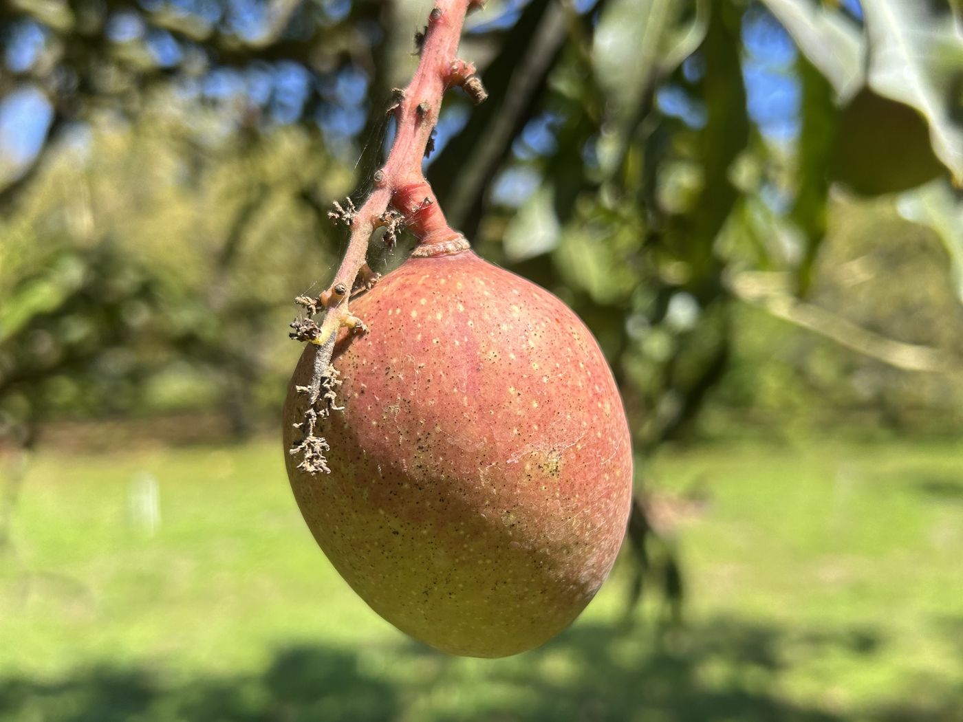 A single mango ripening on the branch in a south Florida grove