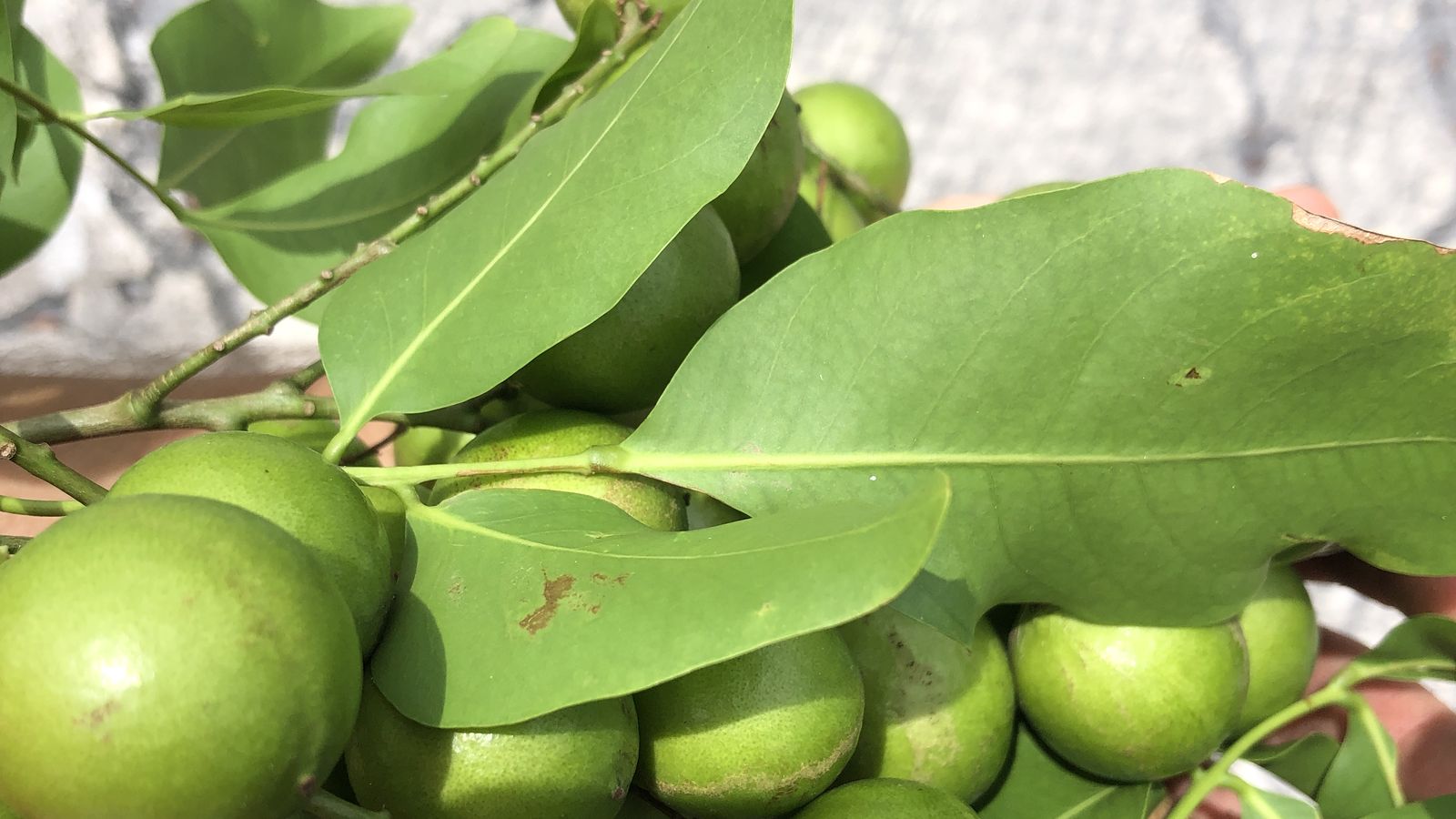 Mamoncillo — Spanish lime — freshly cut, still on the branch