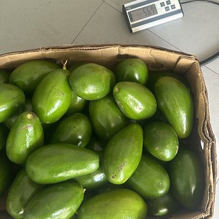Avocado