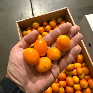 Kumquat