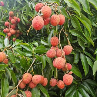Lychee