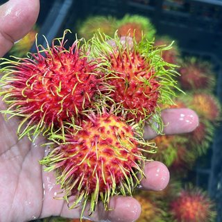 Rambutan